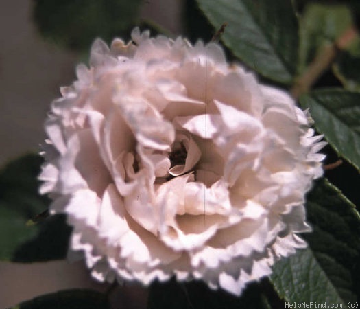 'White Grootendorst' rose photo