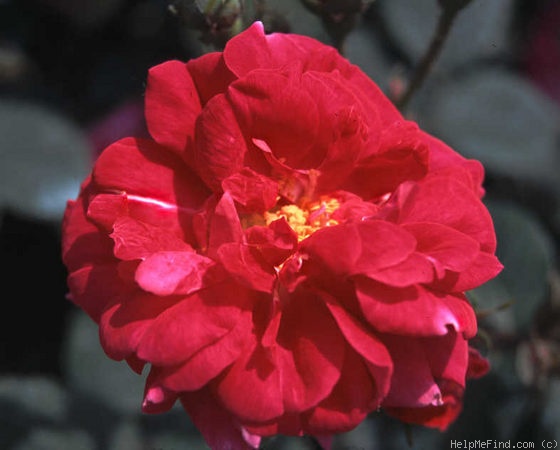 'Wodan' rose photo