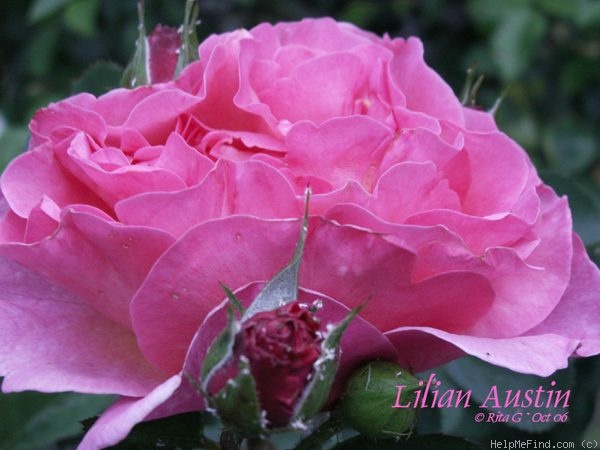 'Lilian Austin' Rose