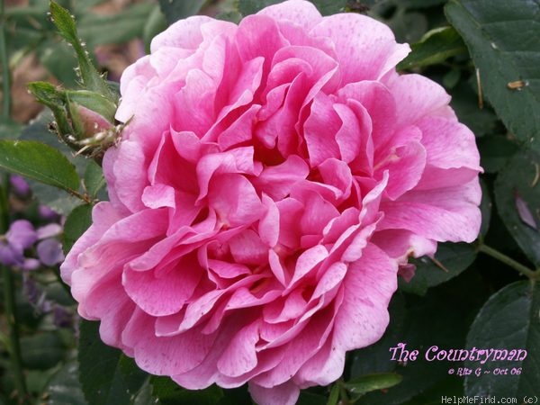 'The Countryman' rose photo