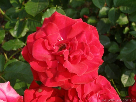 'Franklin Engelmann' rose photo
