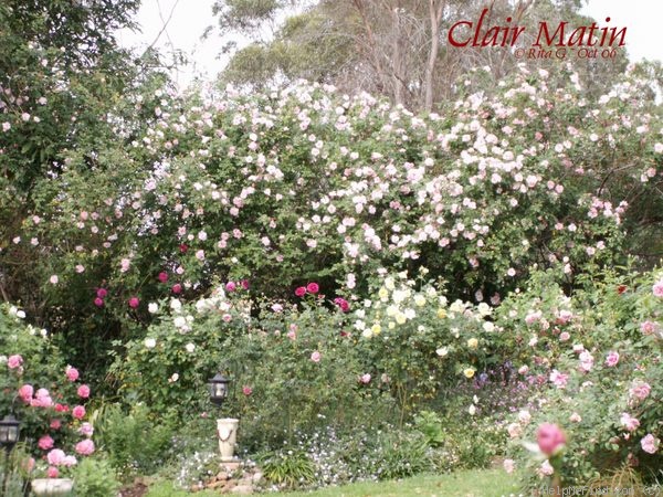 'Clair Matin' rose photo