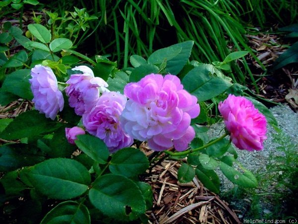 'Sweet Pea (Polyantha, Shoup, 2006)' rose photo