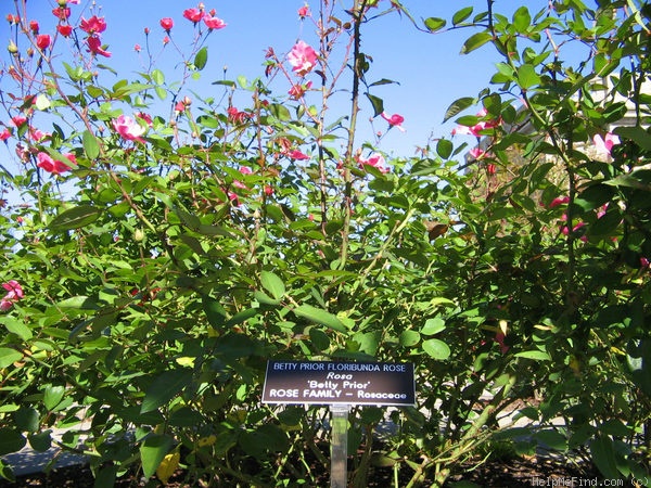 'Betty Prior' rose photo