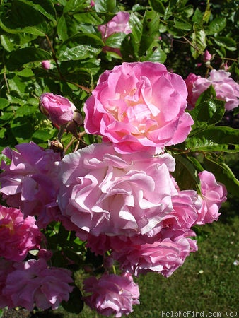 'Tausendschön' rose photo
