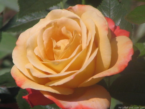 'Vendée Impériale ®' rose, click to enlarge 'Vendée Impériale ®' rose photo