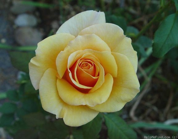 'Lucille Ball' rose photo