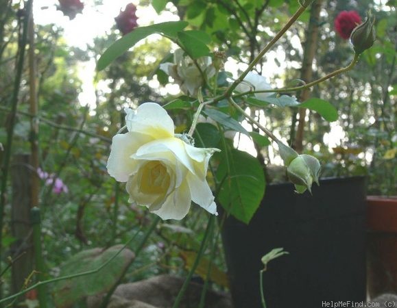 'Moonsprite' rose photo