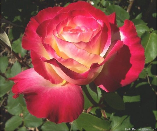 'Double Delight ®' rose photo