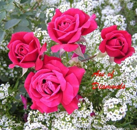 'Ace of Diamonds' rose photo