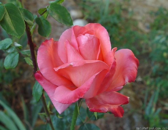 'Sanka' rose photo