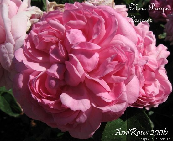 'Madame Prosper Laugier' rose photo
