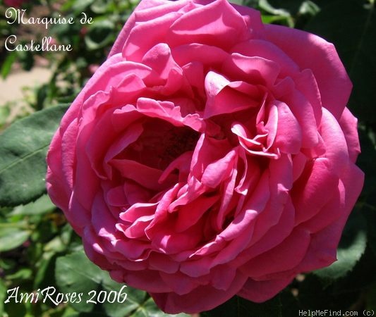 'Marquise de Castellane' rose photo