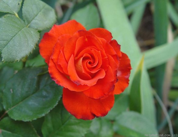 'Matador (floribunda, Kordes, 1972)' rose photo