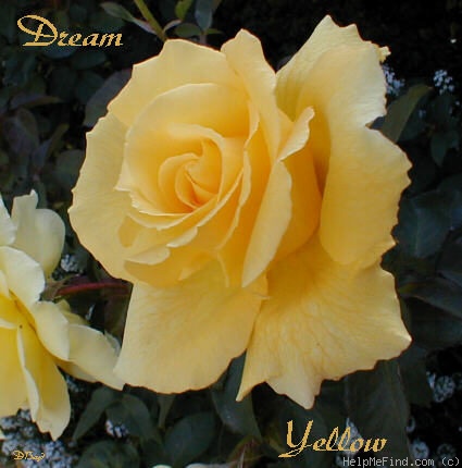 'Dream Yellow ™' rose photo