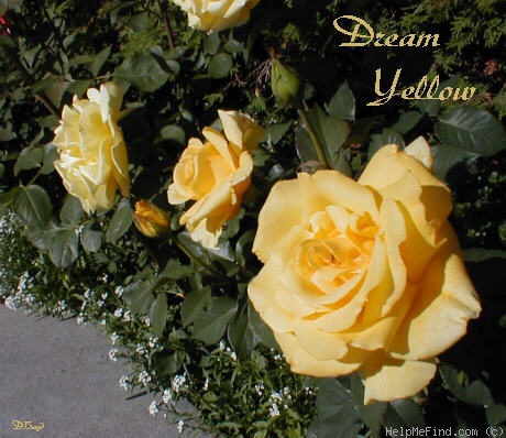 'Dream Yellow ™' rose photo