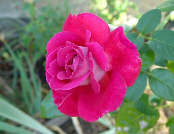 'Baronne Edmond de Rothschild ®' rose photo