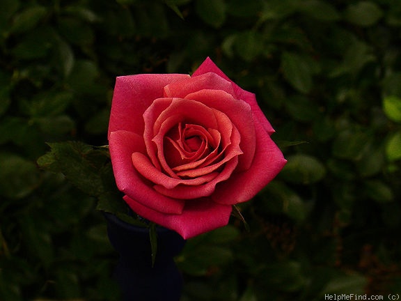 'This Is The Day ™' rose photo