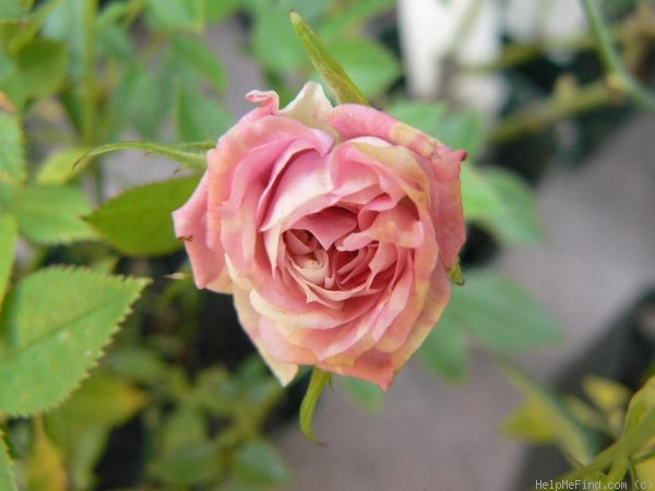 'Joan Austin' rose photo