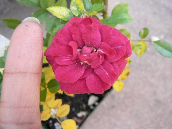 'Little Chief' rose photo