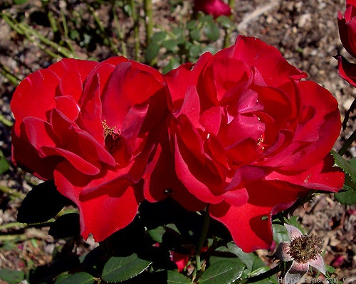 'J.C. Thornton' rose photo