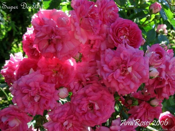 'Super Dorothy' rose photo