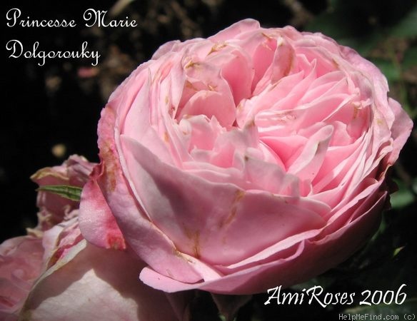 'Princesse Marie Dolgorouky' rose photo