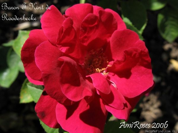 'Baron T'Kind de Roodenbecke' rose photo