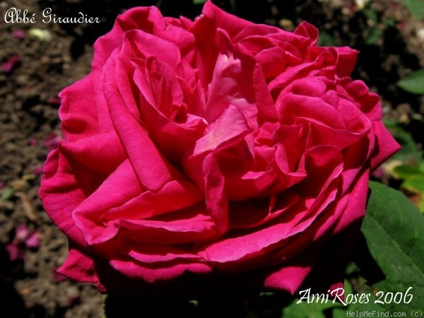 'Abbé Giraudier' rose photo