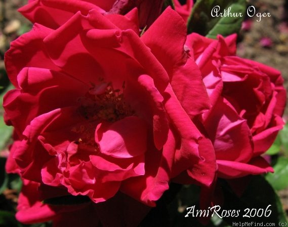 'Arthur Oger' rose photo