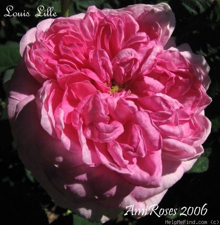 'Louis Lille' rose photo
