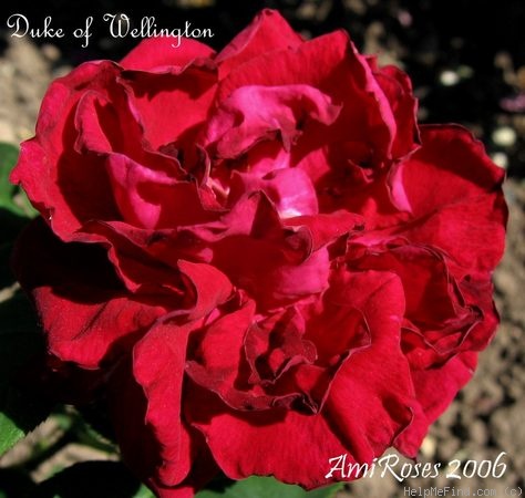 'Duc de Wellington (hybrid perpetual, Granger 1864)' rose photo