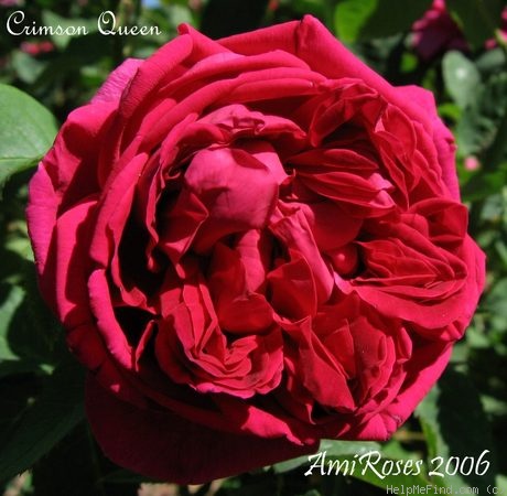 'Crimson Queen (Hybrid Perpetual, Paul, 1890)' rose photo