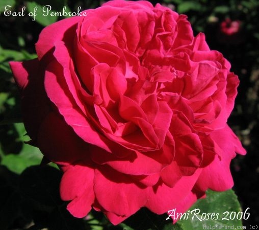 'Earl of Pembroke' rose photo