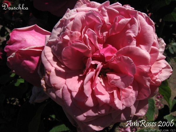 'Druschka' rose photo