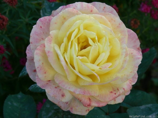 'Canary ® (hybrid tea, Tantau, 1976)' rose photo