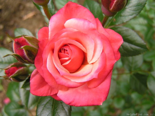 'Kate's Delight' rose photo