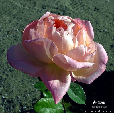 'Antigua (hybrid tea, Warriner, 1974)' rose photo