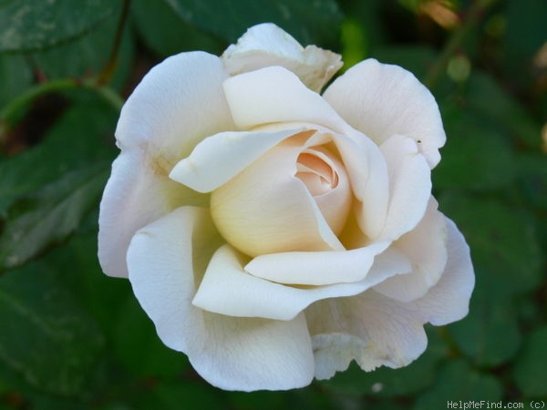 'Marie-Luise Marjan ®' rose photo