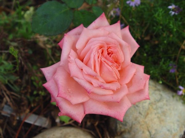 'Amorous' rose photo