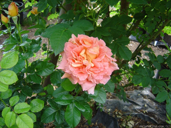 'Scheherazade ® (shrub, Massad, 1997)' rose photo