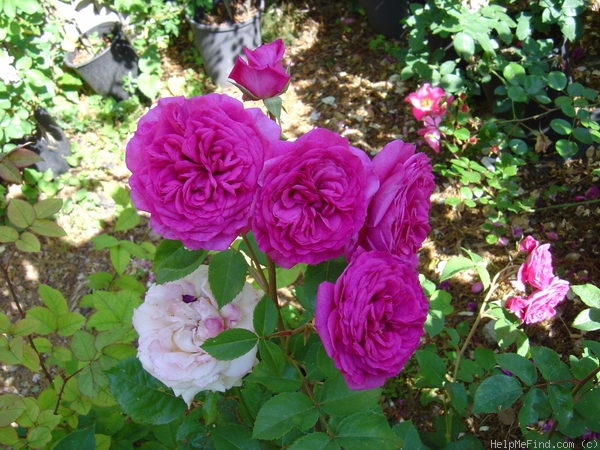 'Jardins de Babylone ®' rose photo