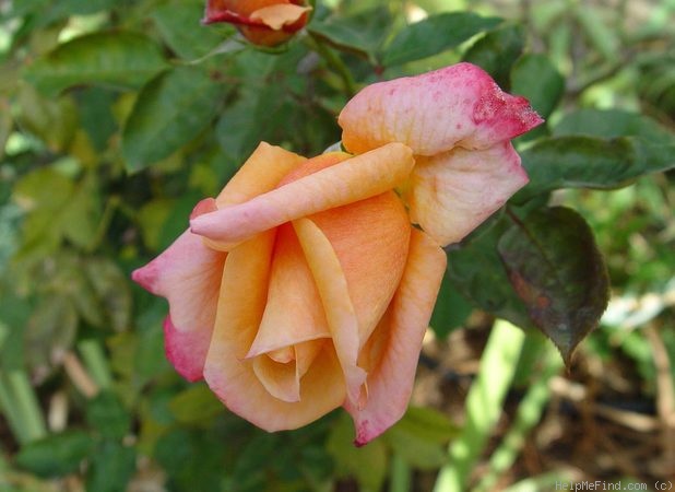 'ARC Angel (hybrid tea, Fryer, 1996)' rose photo