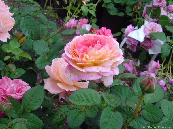 'Rosomane Janon ®' rose photo