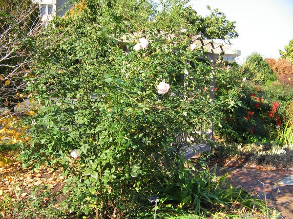 'Heritage ®' rose photo