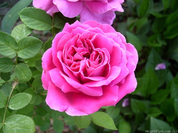 'Madame Cordier' rose photo
