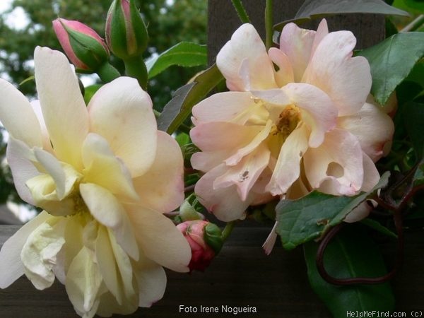 'Desprez à Fleur Jaune' rose photo