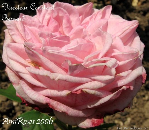 'Directeur Constant Bernard' rose photo