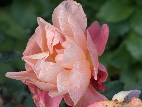 'Distant Thunder' rose photo