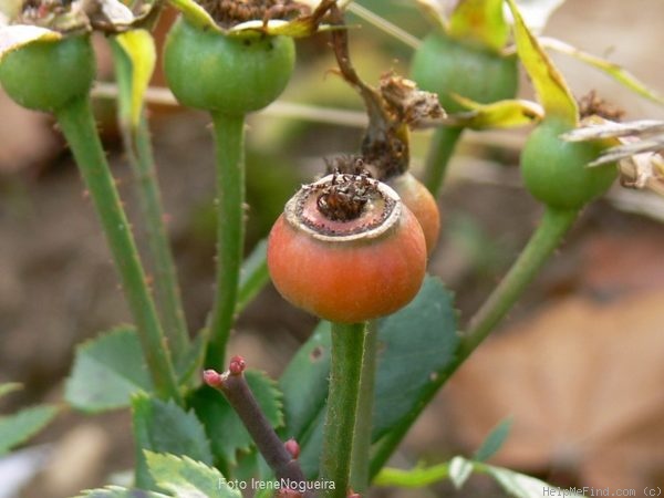 'Mandarin ® (miniature, Kordes 1987)' rose photo